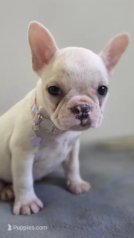 Lucy – French Bulldog puppy for sale in Guntersville, AL