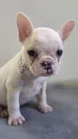 Lucy, a female French Bulldog for sale in Guntersville, AL – 1 of 2