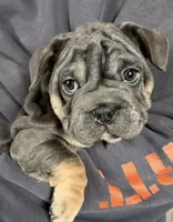 French Bulldog, a female French Bulldog for sale in Buzzards Bay, MA – Photo 1 of 3