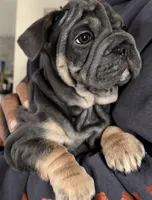 French Bulldog, a female French Bulldog for sale in Buzzards Bay, MA – Photo 2 of 3