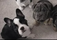 French Bulldog , a male French Bulldog for sale in Buzzards Bay, MA – Photo 3 of 3