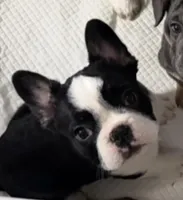 French Bulldog , a male French Bulldog for sale in Buzzards Bay, MA – Photo 2 of 3