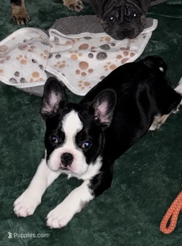 French Bulldog  – French Bulldog puppy for sale in Buzzards Bay, MA