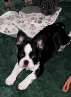 French Bulldog , a male French Bulldog for sale in Buzzards Bay, MA – Photo 1 of 3