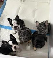 French Bulldog, a male French Bulldog for sale in Buzzards Bay, MA – Photo 3 of 4