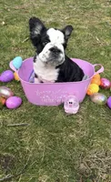 French Bulldog, a male French Bulldog for sale in Buzzards Bay, MA – Photo 4 of 4