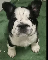 French Bulldog, a male French Bulldog for sale in Buzzards Bay, MA – Photo 2 of 4