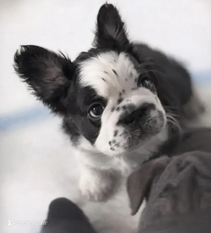 French Bulldog – French Bulldog puppy for sale in Buzzards Bay, MA