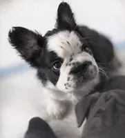 French Bulldog, a male French Bulldog for sale in Buzzards Bay, MA – Photo 1 of 4