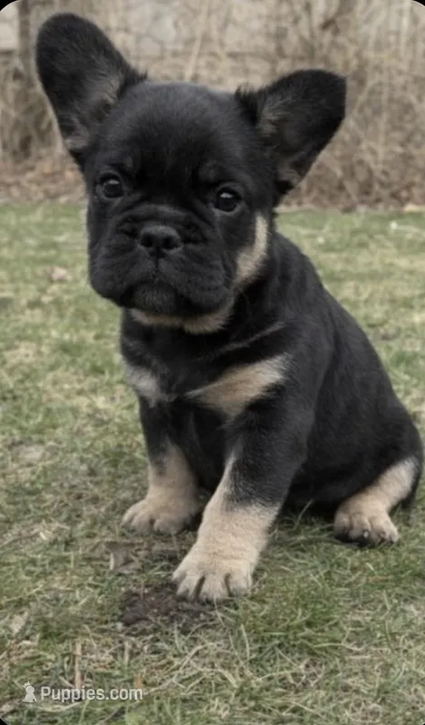 French Bulldog – French Bulldog puppy for sale in Buzzards Bay, MA