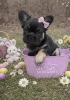 French Bulldog, a female French Bulldog for sale in Buzzards Bay, MA – Photo 3 of 3