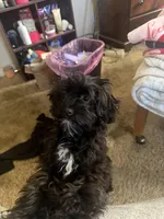 Chanel , a female Maltipoo for sale in Salinas, CA – 3 of 4