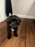 Chanel , a female Maltipoo for sale in Salinas, CA – 2 of 4