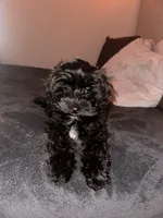 Chanel , a female Maltipoo for sale in Salinas, CA – 4 of 4