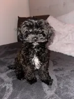 Chanel , a female Maltipoo for sale in Salinas, CA – 1 of 4