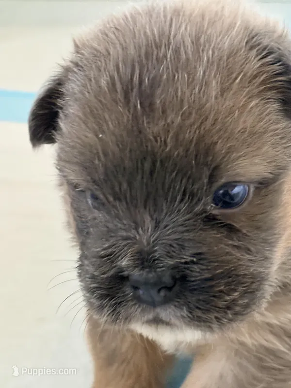 martin – French Bulldog puppy for sale in San Francisco, CA