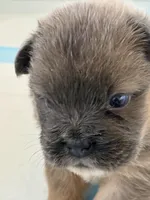 martin, a male French Bulldog for sale in San Francisco, CA – Photo 1 of 4