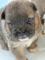 martin, a male French Bulldog for sale in San Francisco, CA – Photo 4 of 4