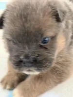 martin, a male French Bulldog for sale in San Francisco, CA – Photo 3 of 4