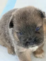 martin, a male French Bulldog for sale in San Francisco, CA – Photo 2 of 4