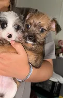 Kim, a female Chorkie for sale in Ocala, FL – 2 of 2