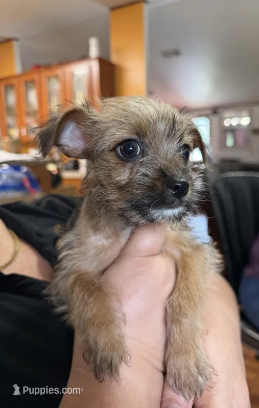 Kim – Chorkie puppy for sale in Ocala, FL
