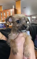 Kim, a female Chorkie for sale in Ocala, FL – 1 of 2