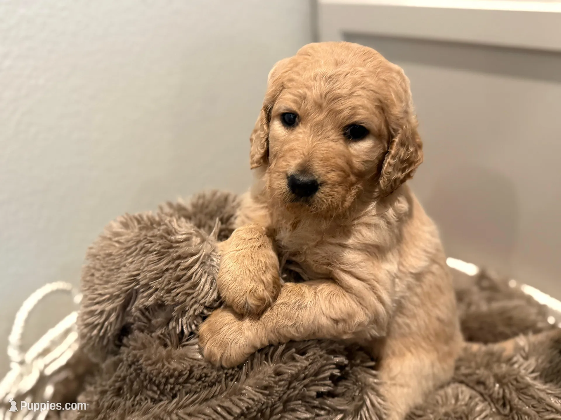Yogi, a female Goldendoodle for sale in Santa Clarita, CA – Photo 4 of 5