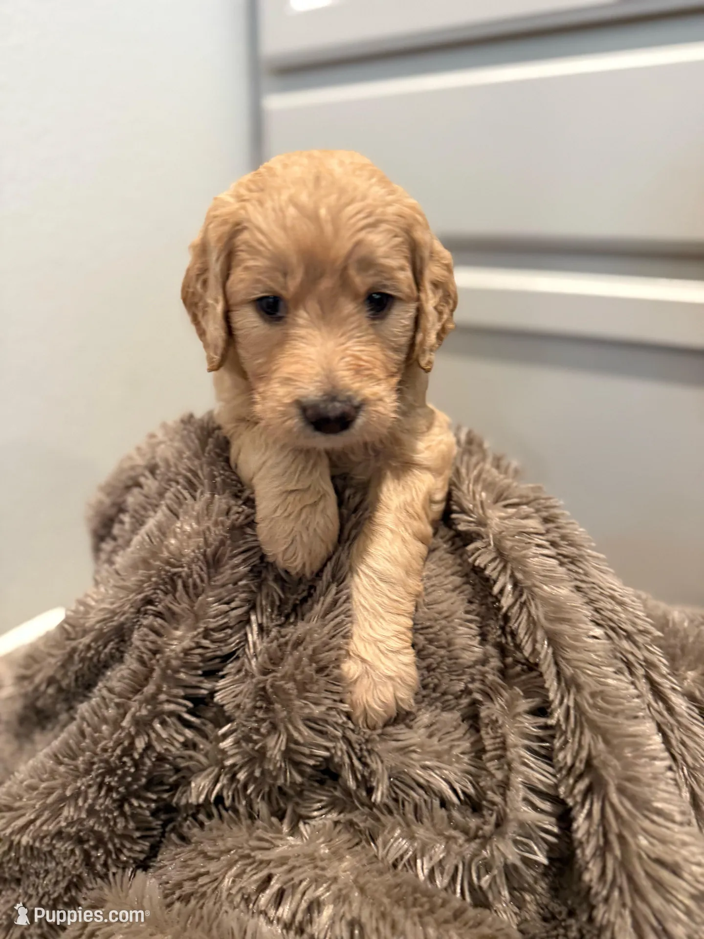 Yogi, a female Goldendoodle for sale in Santa Clarita, CA – Photo 2 of 5