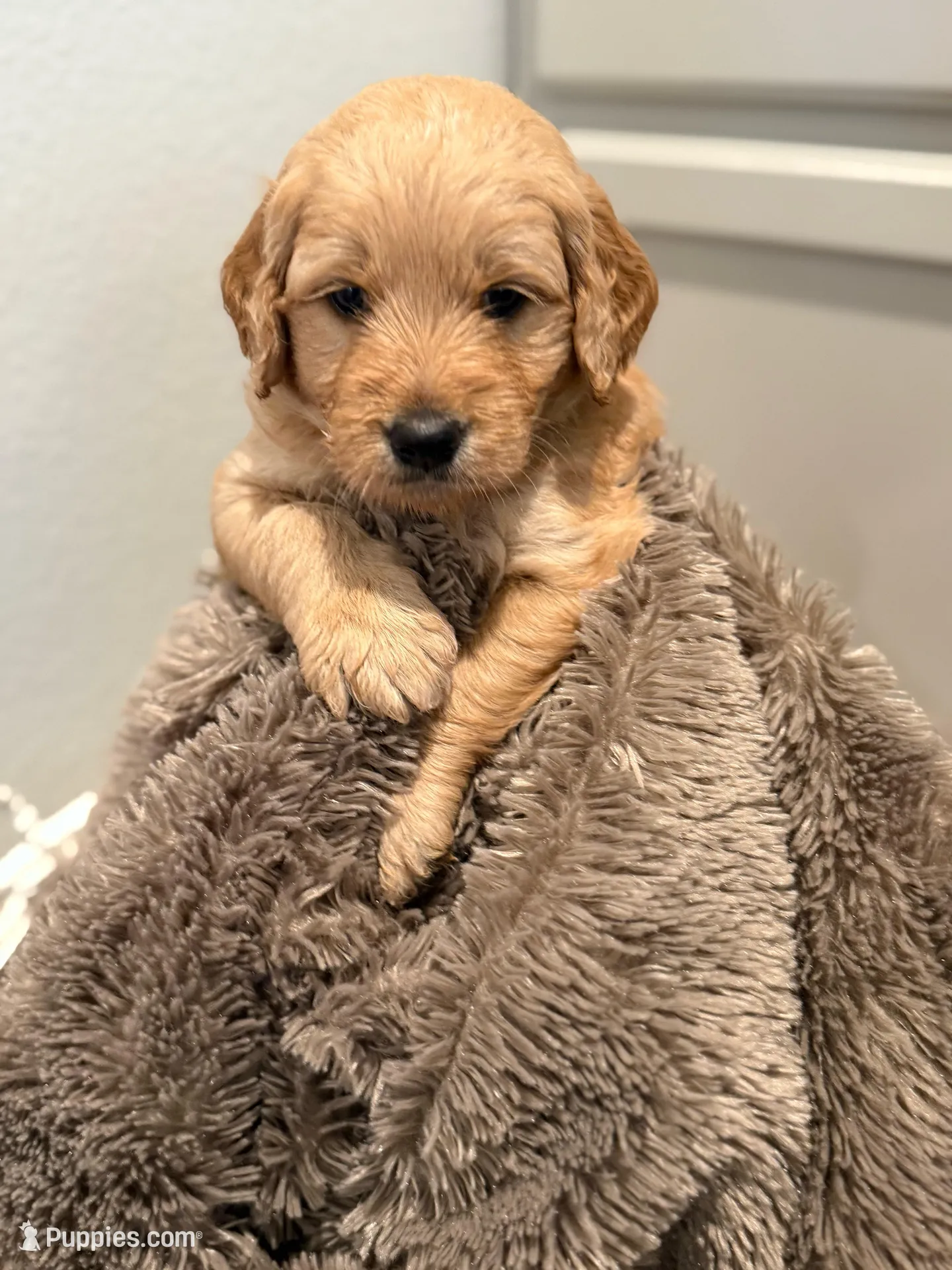 Yogi, a female Goldendoodle for sale in Santa Clarita, CA – Photo 3 of 5