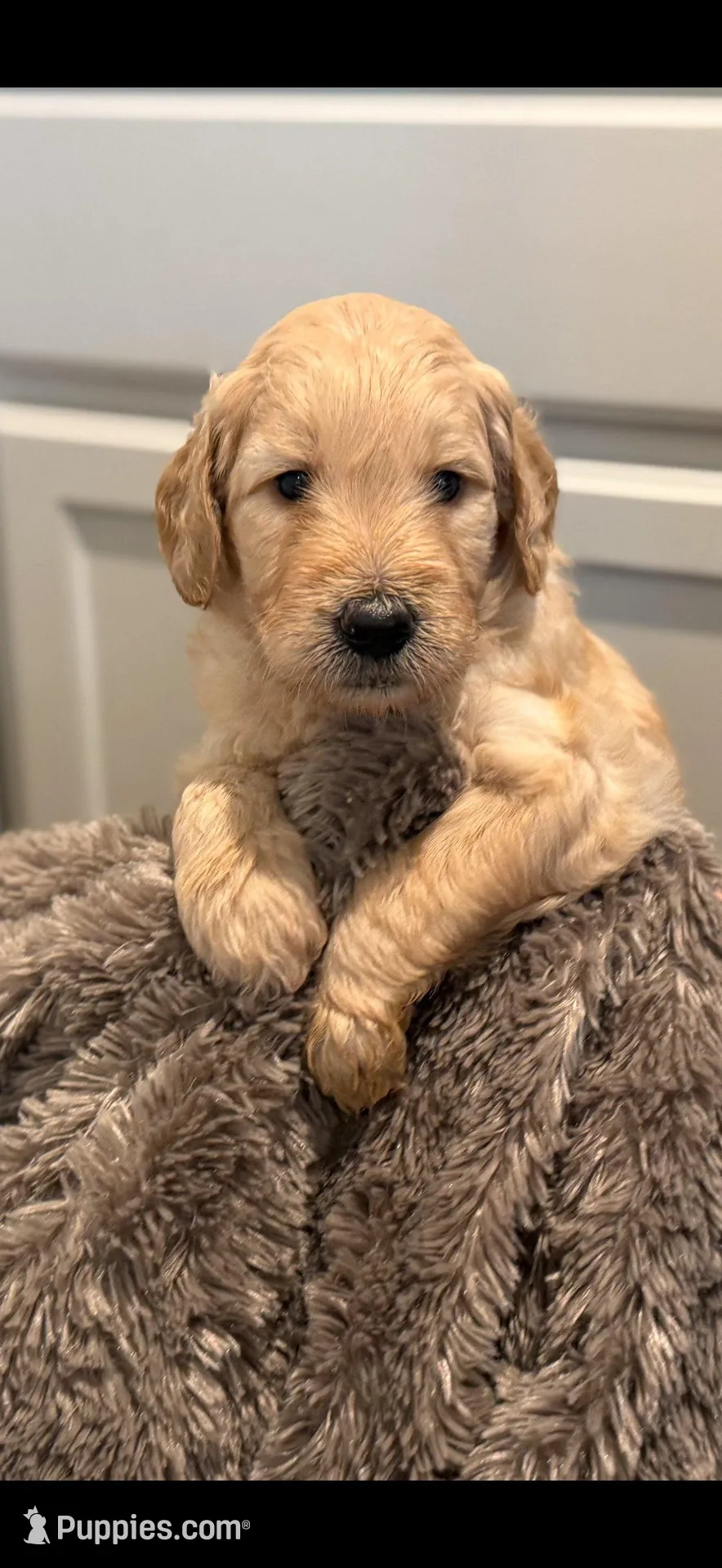 Yogi, a female Goldendoodle for sale in Santa Clarita, CA – Photo 5 of 5