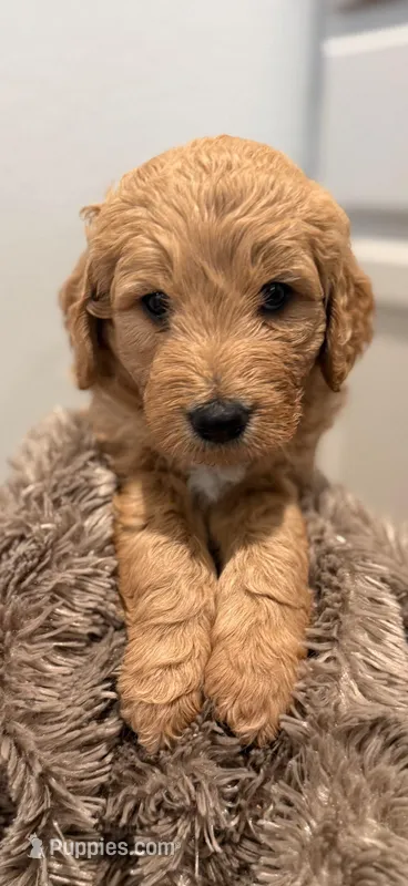 Yogi – Goldendoodle puppy for sale in Santa Clarita, CA