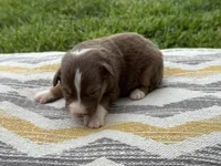 Elly, a female Australian Shepherd for sale in Lamar, MO – 3 of 3