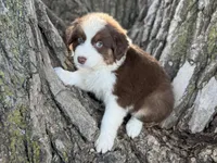Rocky, a male Australian Shepherd for sale in Lamar, MO – 3 of 4