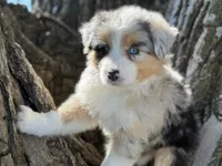 Ducky, a female Australian Shepherd for sale in Lamar, MO – 2 of 4