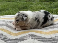Stella, a female Australian Shepherd for sale in Lamar, MO – 3 of 3