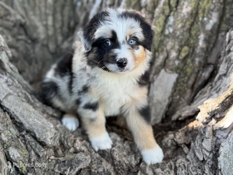 Diggs – Australian Shepherd puppy for sale in Lamar, MO