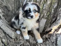 Diggs, a male Australian Shepherd for sale in Lamar, MO – 1 of 5