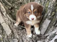 Rolli, a female Australian Shepherd for sale in Lamar, MO – 1 of 8