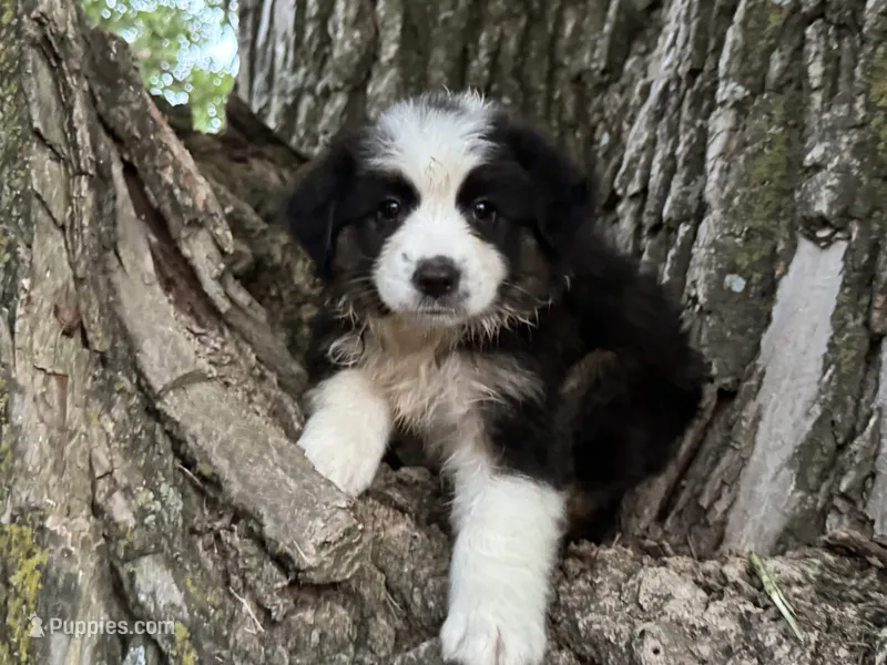 Archer – Australian Shepherd puppy for sale in Lamar, MO