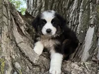 Archer, a male Australian Shepherd for sale in Lamar, MO – 1 of 6