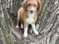Pinto, a female Aussiedoodle for sale in Lamar, MO – 1 of 9