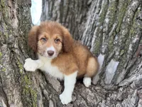 Pinto, a female Aussiedoodle for sale in Lamar, MO – Photo 3 of 9
