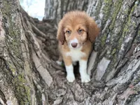 Pinto, a female Aussiedoodle for sale in Lamar, MO – Photo 2 of 9