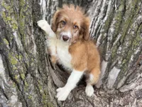 Pinto, a female Aussiedoodle for sale in Lamar, MO – 2 of 9
