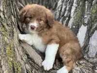Pinto, a female Aussiedoodle for sale in Lamar, MO – Photo 3 of 3