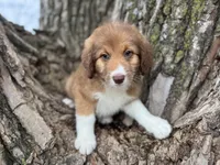Pinto, a female Aussiedoodle for sale in Lamar, MO – Photo 2 of 6