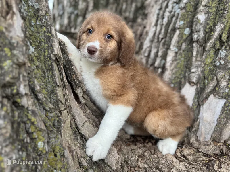 Pinto – Aussiedoodle puppy for sale in Lamar, MO