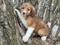 Pinto, a female Aussiedoodle for sale in Lamar, MO – Photo 1 of 6