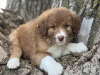 Pinto, a female Aussiedoodle for sale in Lamar, MO – Photo 1 of 3